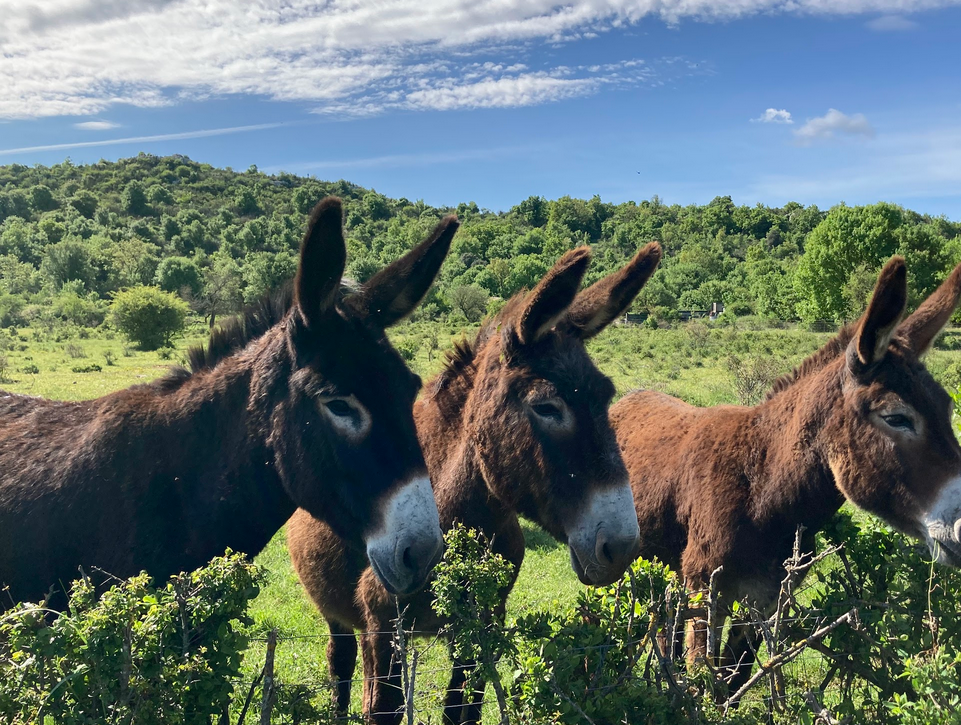 des ânes observent le passant au bord de la route