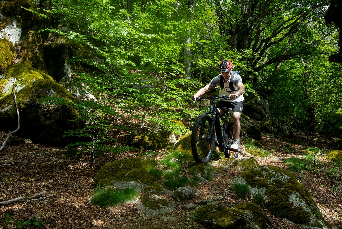 un vététiste aborde un passage pierreux sur un sentier monotrace dans la foret de hêtres du Mont Aigoual 