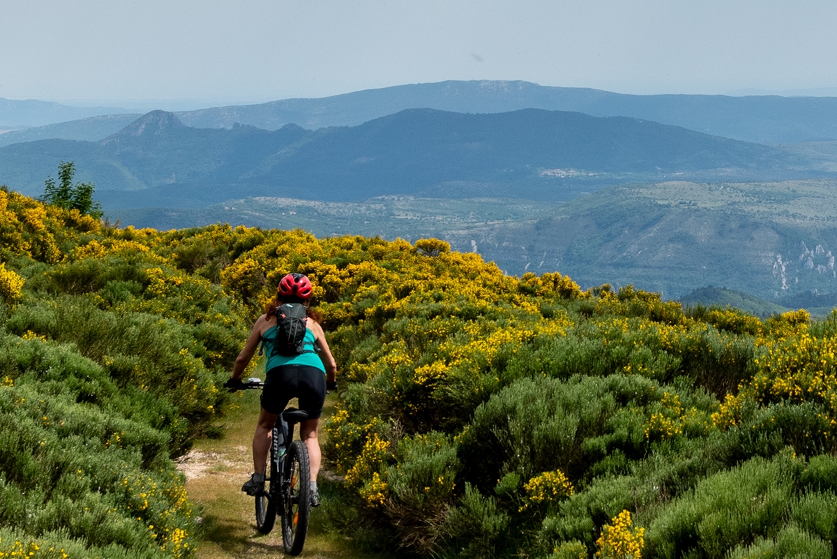 sur un sentier monotrace au milieu des genêts en fleurs, une vététiste relève la tête et regarde la panorama incroyable des lignes de crête des collines cévenoles
