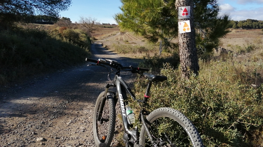 Dans la plaine viticole de l'hérault, un VTT est posé contre un arbre portant une balise de la GTMC 